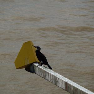 Great Cormorant