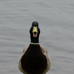 Mallard