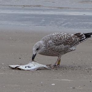 Herring Gull