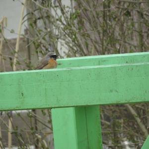 Common Redstart