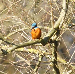 Common Kingfisher