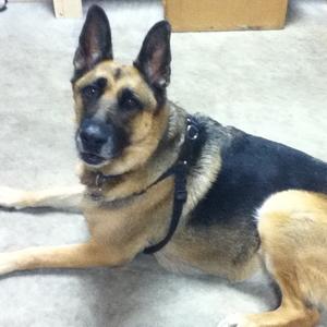 German Shepherd