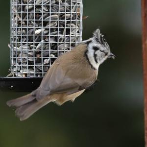 Crested Tit