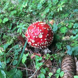 Fly Agaric