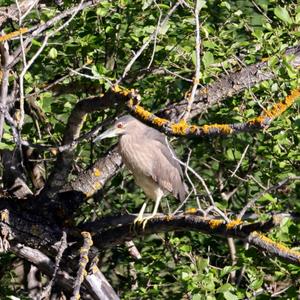 Black-crowned Night-heron