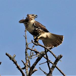 Rotschwanzbussard