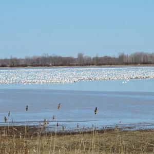 Snow Goose