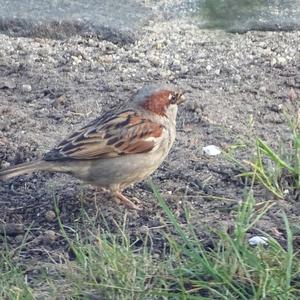 House Sparrow