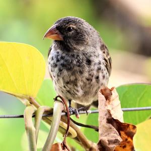 Medium Ground-finch