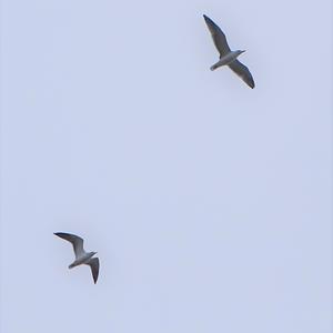 Black-headed Gull