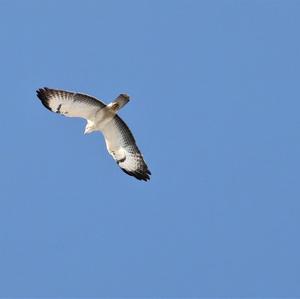 Common Buzzard