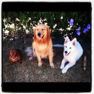Unknown Breed