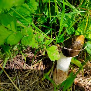 Stinkhorn, Common