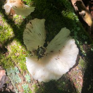 Oyster Mushroom