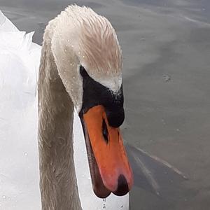 Mute Swan