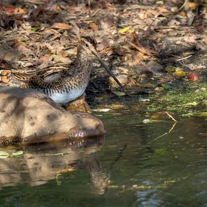 Common Snipe