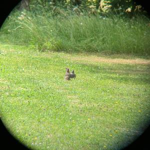 Eurasian Green Woodpecker