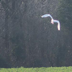 Great Egret