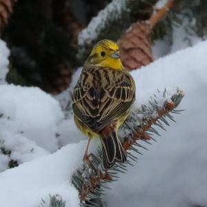 Yellowhammer