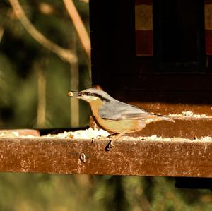 Wood Nuthatch