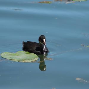 Common Coot