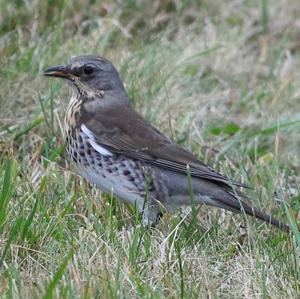 Fieldfare