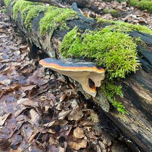 Red-belted Polypore