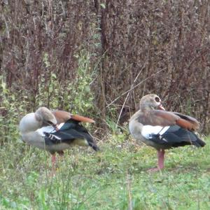 Egyptian Goose