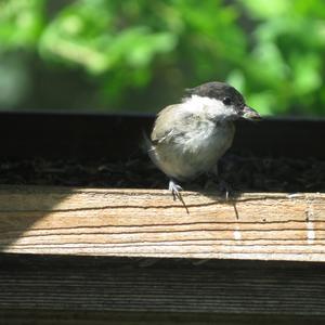 Marsh Tit