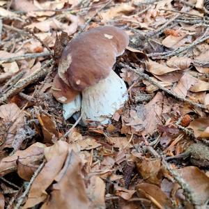 Summer Bolete