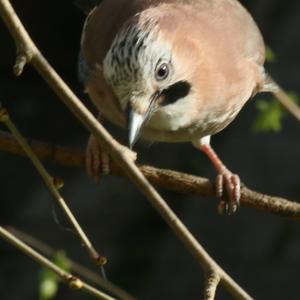 Eurasian Jay