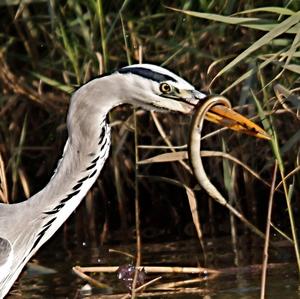 Grey Heron