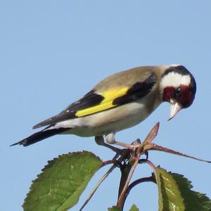 European Goldfinch