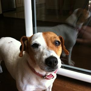 Jack Russell Terrier