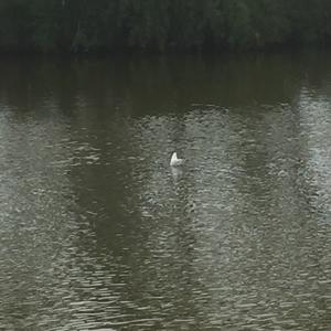 Mediterranean Gull