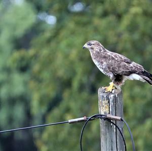 Mäusebussard