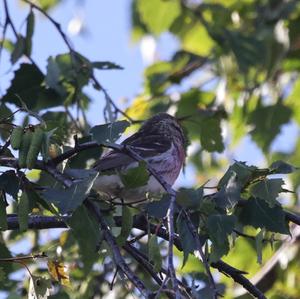 Common Redpoll