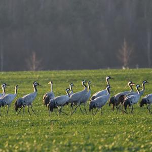 Common Crane