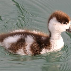 Common Shelduck