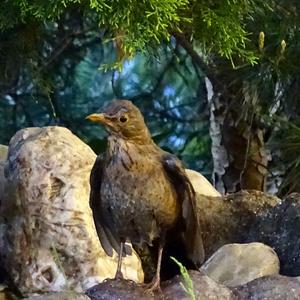 Eurasian Blackbird