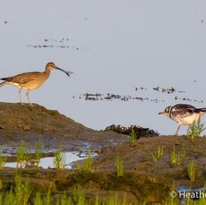 Eurasian Curlew