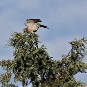 Common Wood-pigeon