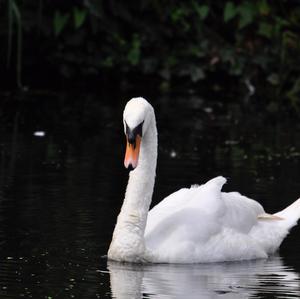 Mute Swan