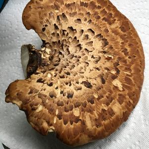 Dryad`s Saddle