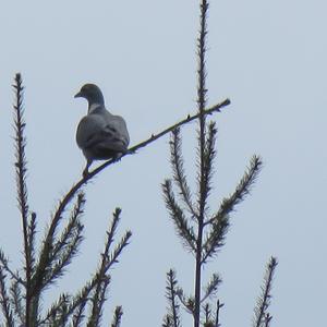 Common Wood-pigeon