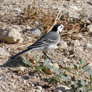 White Wagtail