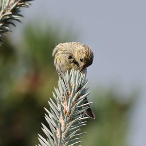 Eurasian Siskin