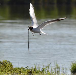 Black-headed Gull