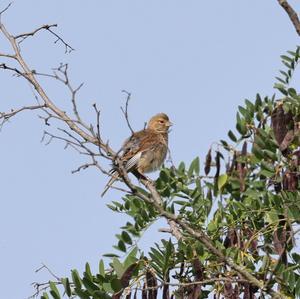 Eurasian Linnet