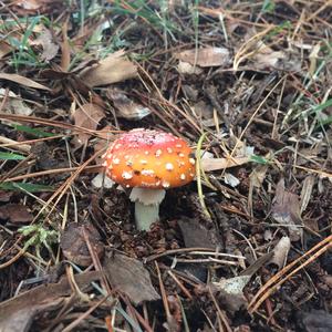 Fly Agaric